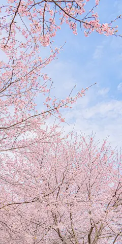 樱花 手机壁纸