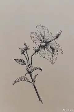 复古牛皮纸花卉系列（作者：@南山绘   ）
——或坚硬、或柔美，每朵花儿都有属于自己的姿态，哪怕失去了色彩。
材料：针管笔、牛皮纸。 ​ ​​​​