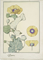 Pavots : One of hundreds of thousands of free digital items from The New York Public Library.