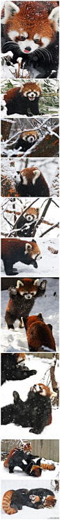 看到下雪兴奋得满地撒欢的一对小熊猫