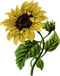 sunflower_0008_3