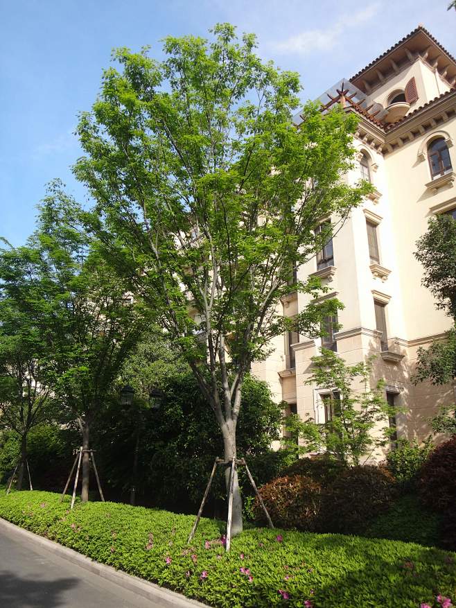 榉树