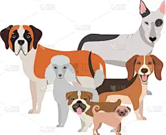 白色背景,可爱的,狗,式样,性格,友谊,家畜,宠物,图像,收集