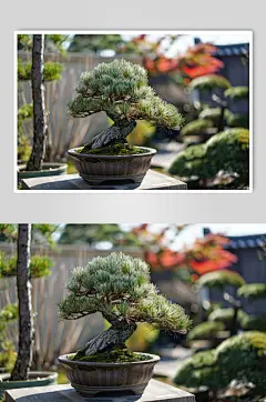 AI数字艺术植物黑松图片-众图网
