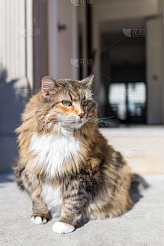 呆呆又困了采集到猫狗