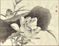 【李晓明工笔画作品欣赏】