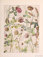 《大不列颠群岛的野生花卉图谱》 | by ：Adams Isabel

#绵羊工作室##绵羊水彩# ​​​​