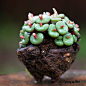 Conophytum obcordellum-8-. What a funny looking plant. Looks like it belongs in SpongeBob's world.: 