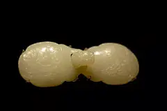巧夺天工，美轮美奂——上海博物馆藏玉欣赏（高清大图，珍贵资料）