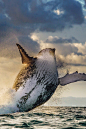 Humpback Whale By  Gerald H