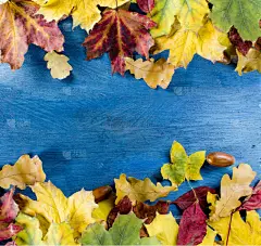 秋天,木制,色彩鲜艳,枫叶,桌子,自然,太空,空白的,褐色,艺术