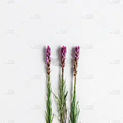 在上面,夏天,平铺,概念,灰色背景,留白,风景,热带的花,贺卡,构图