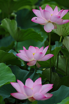 ∞彩虹糖采集到花花世界