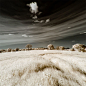 A Showcase of Infrared Photography
