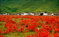 香格里拉的秋天是最精彩的瞬间，最著名的景色就是秋天的狼毒。迪庆地区在中秋节过后10天左右的20多天时间里，高原上满目秋色。

中秋临近，香格里拉高原上遍地盛开的狼毒花由嫩黄色逐渐变成深红色，从小中甸镇延伸向迪庆藏族自治州州府所在地建塘镇，60多公里撩人心魄的连绵花海，酷似一张迎接远方客人的红地毯。 #攻略# #古镇#