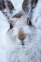 mountain hare by (Susanna Chan)