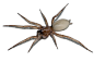 平腹蛛科，（Ground spider ）Gnaphosidae in Spain