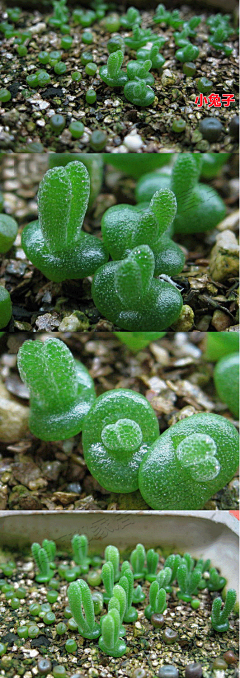 jody锺瑶采集到多肉植物