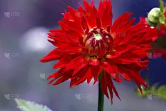 红色的花蕾