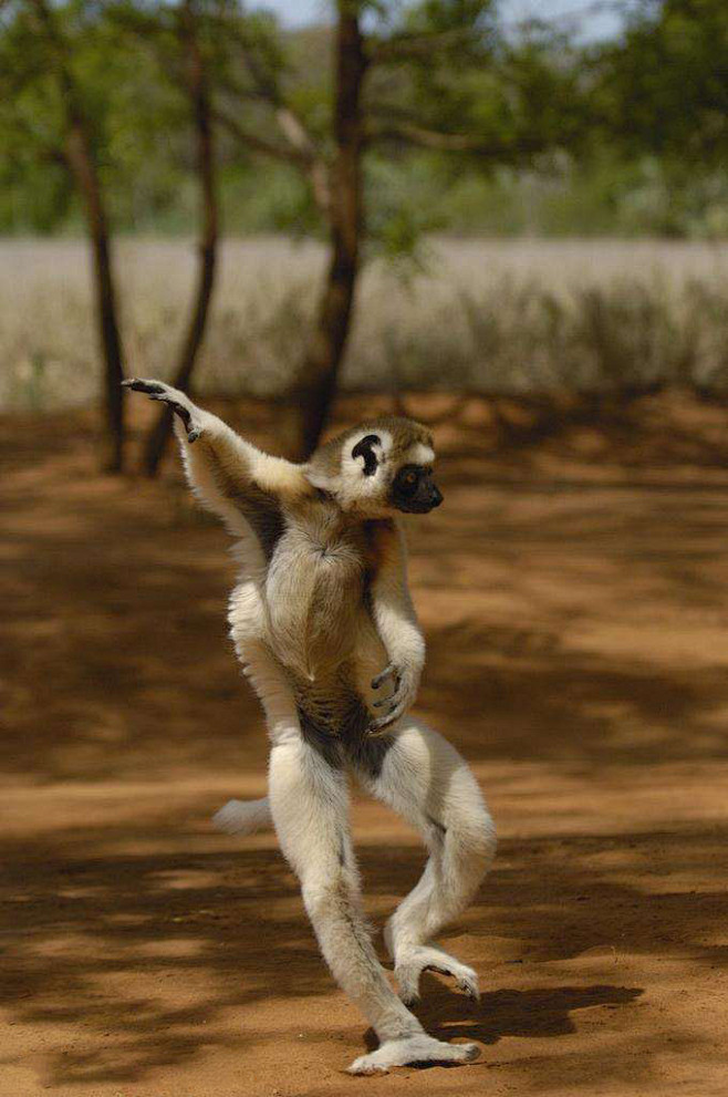 灵长目大狐猴科维氏冕狐猴
