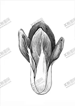 小白菜 【酷图网】小白菜,素描,蔬菜,矢量,上海青