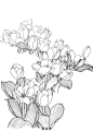工笔白描花卉