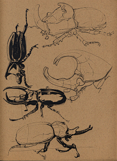 科学美术采集到Insets （昆虫）
