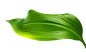 绿叶素材.png (658×398)