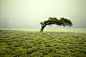 Tree of kaas valley, Maharashtra, INDIA by Uttam Gurjar on 500px