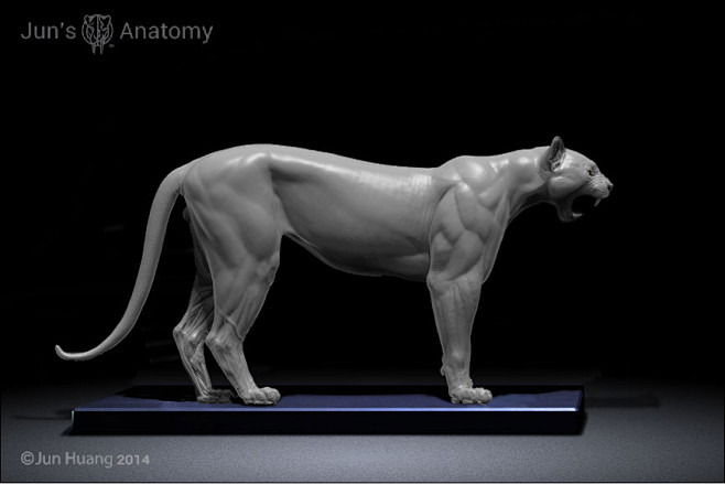 Cougar anatomy model...