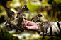 Feeding birds | Flickr – 相片分享！