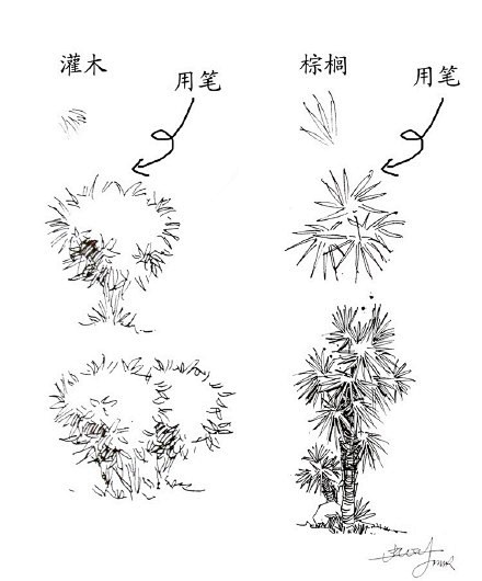 【20种植物的手绘速写技法】在最短的时间...