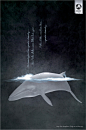 Anti Whaling南大洋鲸鱼保护区平面广告---酷图编号927824
