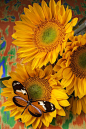 Orange Black Butterfly And Sunflowers Photograph  - Orange Black Butterfly And Sunflowers Fine Art Print......... Do you believe in signs?....... The other day I was sitting first in line at a crowded intersection and a huge butterfly flies right in front