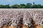 South Texas Cotton field by Eddie Sanchez on 500px