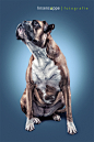 Dog Portraits by Daniel Sadlowsk // Part 1 : uncommon dog portraits