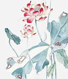 手绘出水芙蓉 平面电商 创意素材
