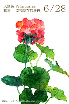 头凉的小白采集到花语