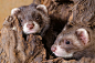 Animal, Baby Animal, Ferret, Wildlife wallpaper preview