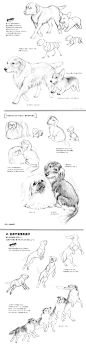 697 动物绘画技法宠物狗猫手绘教程线稿绘画速写动画漫画学习素材-淘宝网