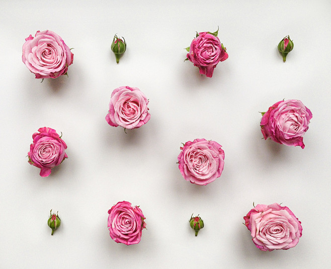 Flat Lay Roses Photo...