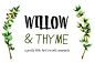 特色手绘LOGO修饰物英文产品包装广告封面海报设计字体素材 Willow Thyme with Logo Ornaments