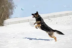 德国牧羊犬跳跃着追着球