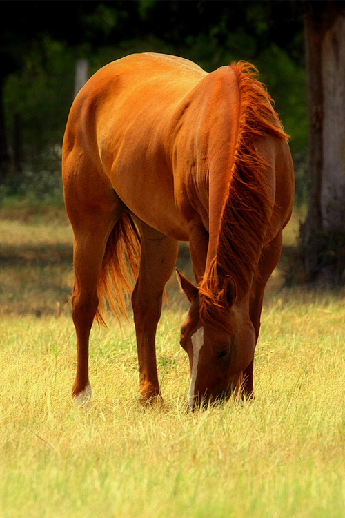 brazenbvll:

Grazing...