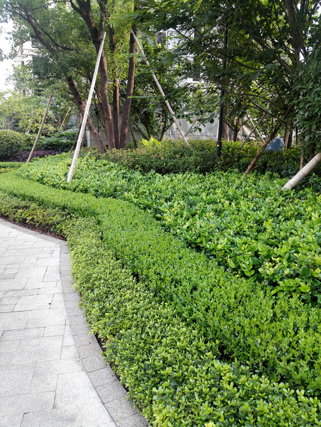 灌木种植效果7