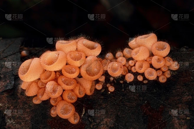 蘑菇,森林,水平画幅,孢子,秋天,无人,有毒生物体,苔藓,毒蝇菇,真菌学