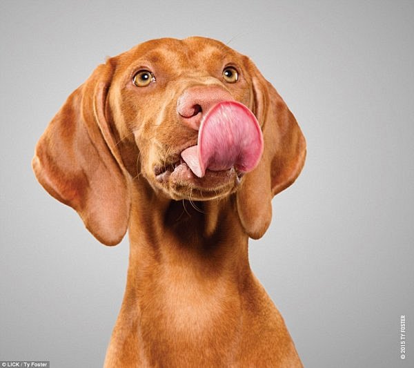 滑稽狗照舔下鼻子也要被偷拍