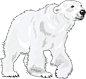 北极熊png透明图片图片png免抠元素动物元素背景装饰免扣图片