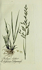 老叶子的相册-Plantarum