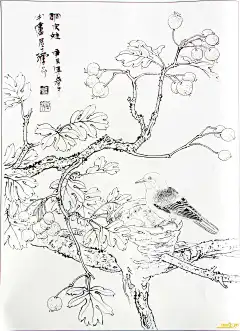 蔬果白描图稿四开本（61P）_当代工笔网 当代工笔人论坛 - Powered by Discuz!